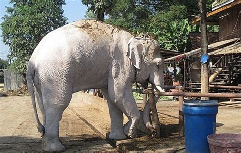 Animals Plants Rainforest Story White Elephant Albino