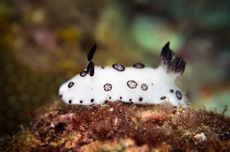 Five Things You Need To Know About The Sea Bunny