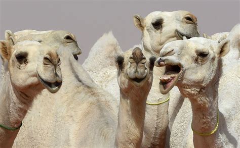 12 camels disqualified from beauty pageant in saudi arabia for getting botox allure