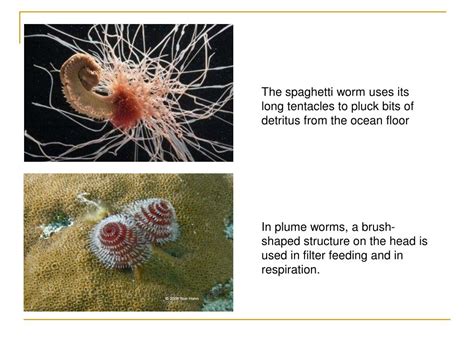 Ppt Chapter 27 Mollusks And Annelids Powerpoint Presentation Free