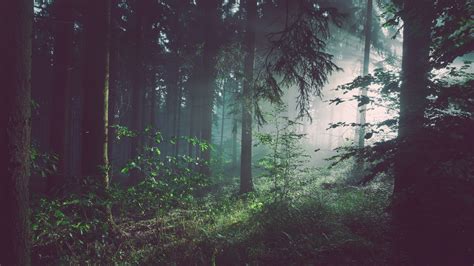 Forest 4k Wallpapers For Your Desktop Or Mobile Screen Free And Easy To