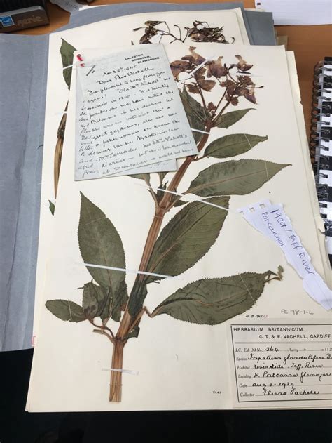 What Is A Herbarium Museum Wales