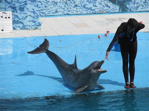 Dolphin Show Acuario Nacional Zoochat