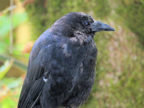 Crow Free Stock Photo Public Domain Pictures