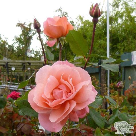 Buy Rosa Blessings Hybrid Tea Rose In The Uk