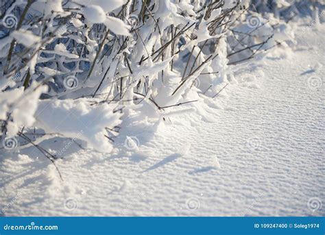 Snow Covered Branches As Abstract Background Or Winter Landscape Stock