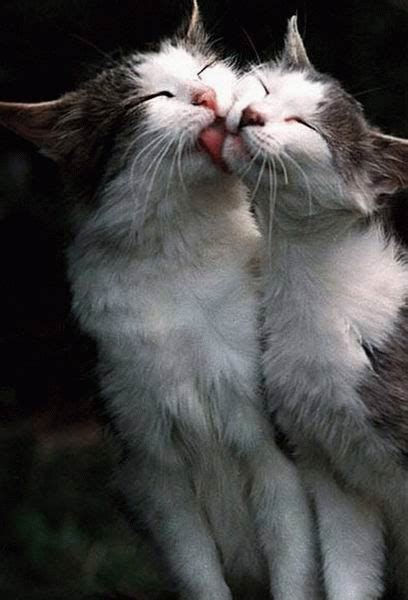 Lol Cat Pics Kissing Cats