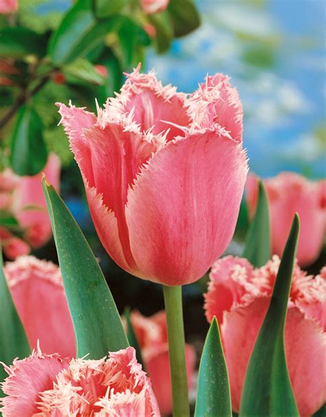 Tulipa ´fancy Frills´ Tulipán Bal 5 Ks 12