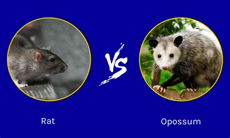 Rat Vs Opossum What Are The Differences A Z Animals