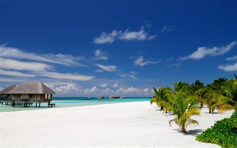 nature beach maldives palm trees sand tropical resort sea summer bungalow architecture