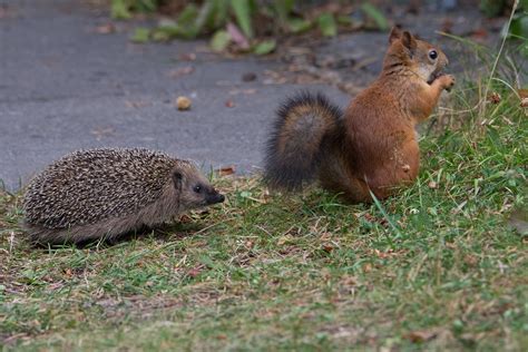 Juvenile Hedgehog Encounters Red Squirrel Juvenile Hedgeho Flickr