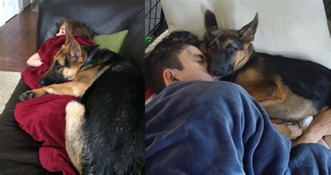 does your german shepherd sleep in bed with you we show you the pros and cons of sleeping with them