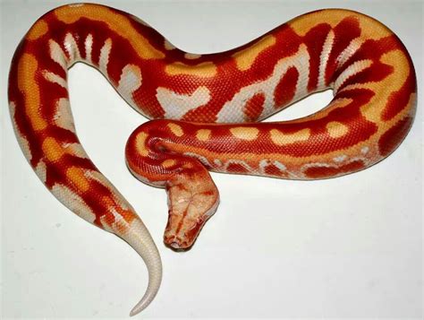 Nice Albino Blood Python It Would Be Worth Putting Up With The