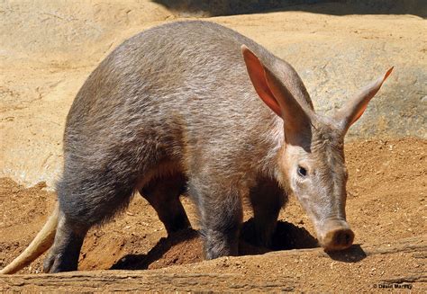 Aardvark