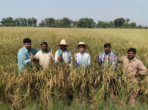 中国 湖南 的农学家 袁隆平 在栽培稻中研究此雄性不育性，并取得成果，其论文以《水稻的雄性不孕性》，发表在中国科学院《科学通报》第17卷第4期（1966年2月. 90后中国小伙在巴基斯坦推广杂交水稻：因袁隆平一句话坚定学农_南方网