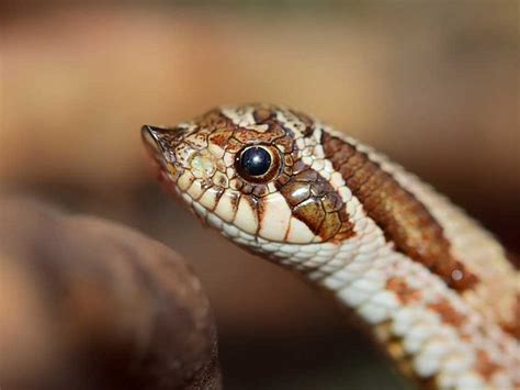 Do Hognose Snakes Make Good Pets? (With Pics) | Blue ...