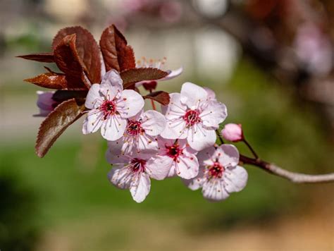 Pink Blossom Of Pear Pear Tree In Blossom Flowers Of Pear Tree Stock