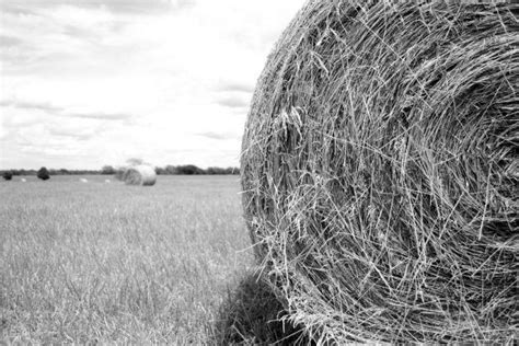 Hot Hay How Hot Is Too Hot Crops