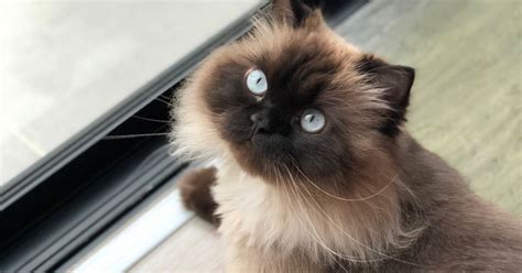 All About The Himalayan Cat Critter Culture
