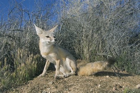 Kit Fox Salt Lake City Rural And Urban Mammals · Inaturalist