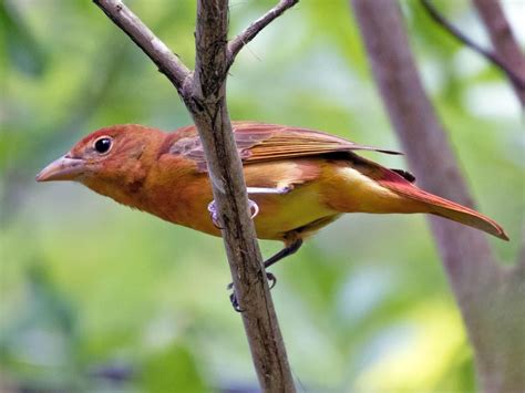 Photos And Videos For Summer Tanager All About Birds Cornell Lab Of