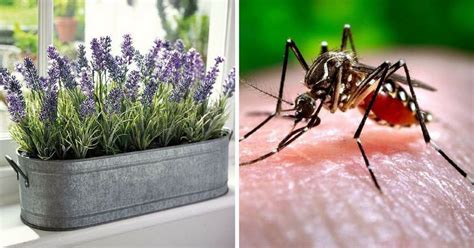 15 Common Household Pests And The Best Way To Get Rid Of Each One
