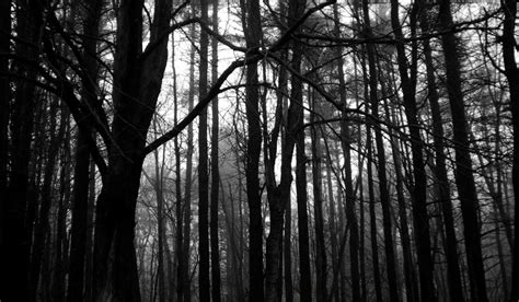 Dark Forest Backgrounds Hd High Quality Pixelstalknet