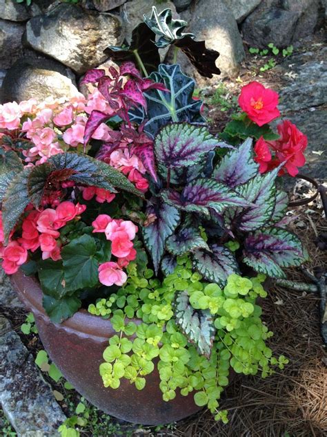 Beautiful Shade Container Ideas Container Gardening Plants