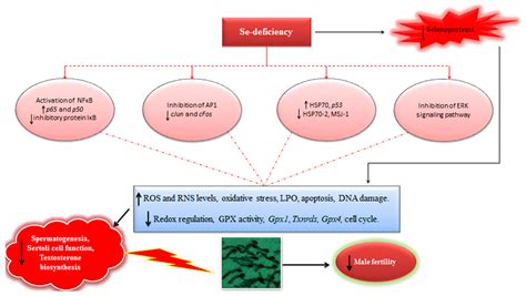 antioxidants free full text role of selenium and selenoproteins in male reproductive