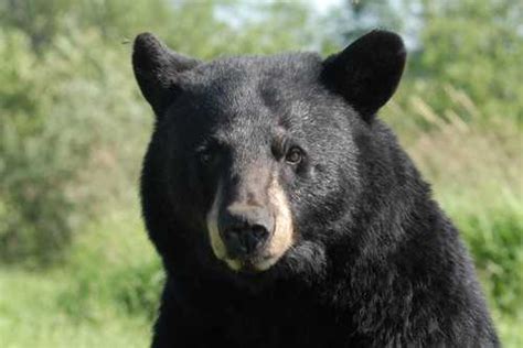 Black Bear In British Columbia Stealing Animals From