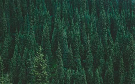 Download Wallpaper 3840x2400 Trees Forest Green Top View 4k Ultra Hd 1610 Hd Background