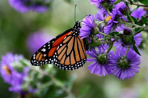 Free Photograph Monarch Butterfly Insect Danaus Plexippus Purple