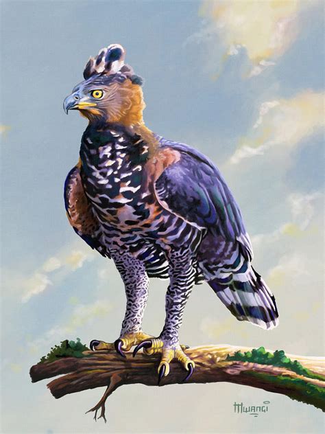 African Crowned Eagle Hunting