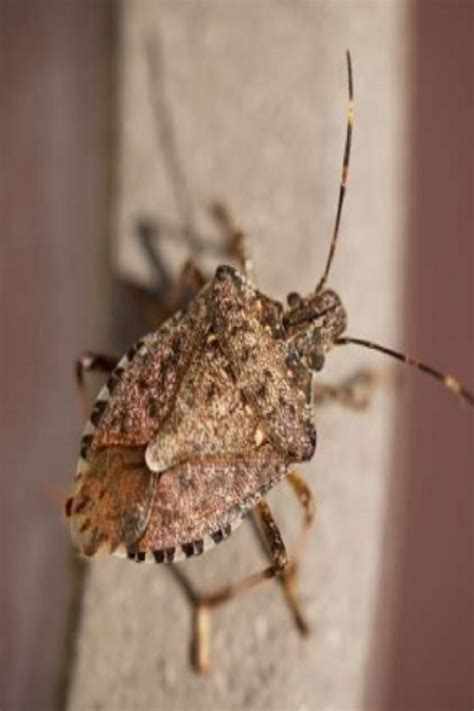 12 Facts About The Brown Marmorated Stink Bug Facts Brown Marmorated