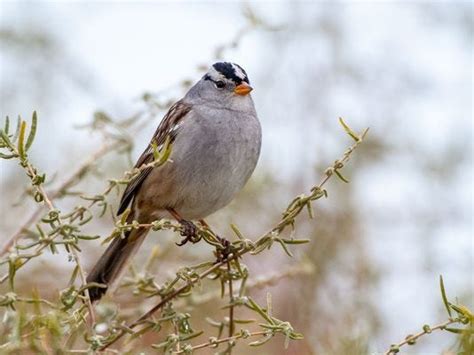 Bird Of The Month White Crowned Sparrow