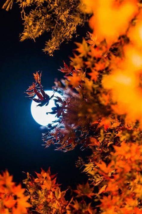 Pin By Cindy Becker On Fall Foliage Nature Beautiful Moon Pictures