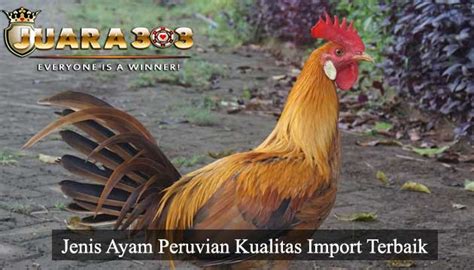 Nonton online berita dan info sabung ayam peru terupdate hanya di vidio. Jenis Ayam Peruvian Kualitas Import Terbaik