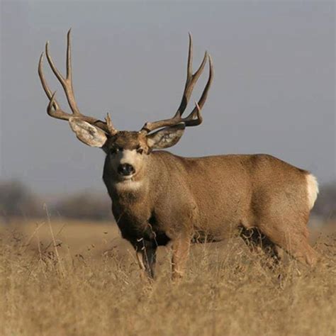 How To Count Points On A Mule Deer Buck