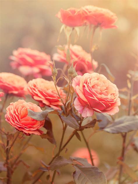 Pictures of flowers saying i love you. pretty pink flowers on Tumblr