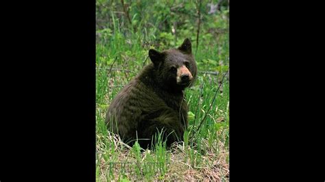 Black Bear In Ringwood New Jersey Youtube