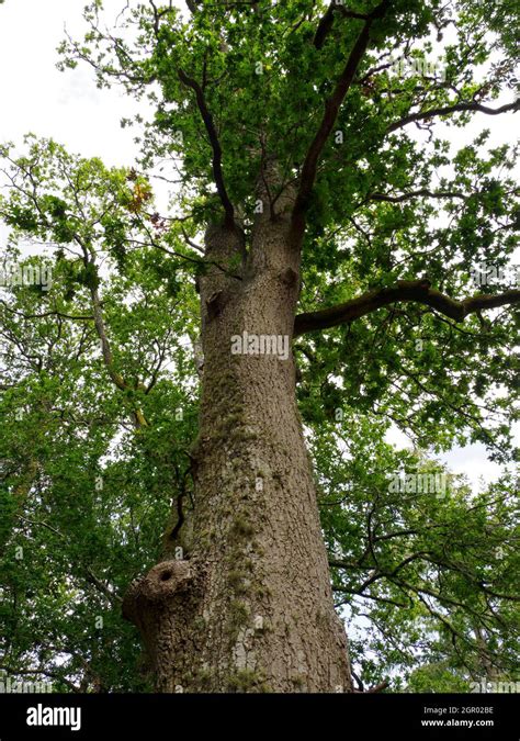 Quercus Robur Common Oak Tree Stock Photo Alamy
