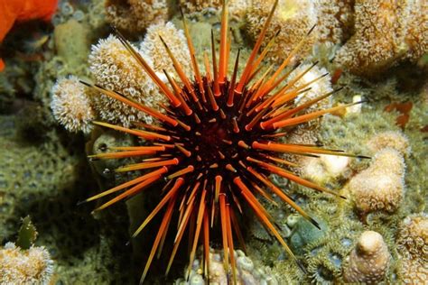 Echinoderms And Echinodermata Starfish And Sea Urchin Earth Life