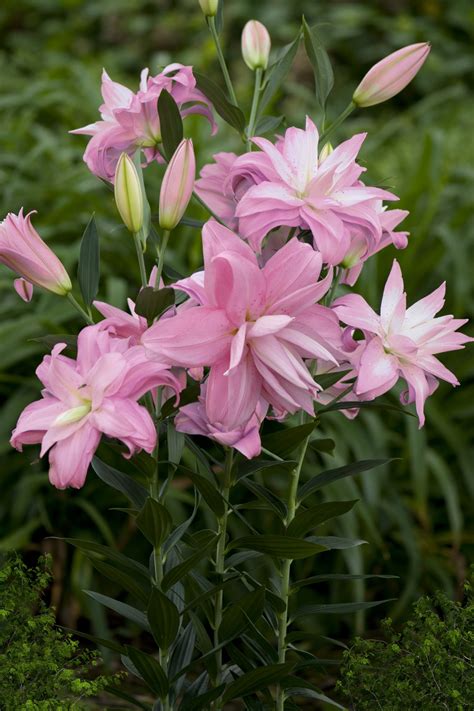 Lotus Spring Lily Bulb