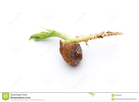 Organic Pea Sprouts In White Backround Stock Image Image Of Growth