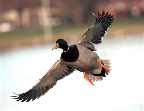 Free Photo Flying Ducks Bird Duck Ducks Free Download Jooinn