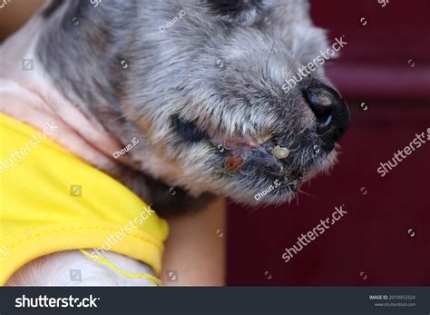 Inflamed Wounds Lesion Mouth Dog Pet Stock Photo 2010953324 Shutterstock