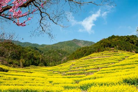 Jiangling Pats The Flower In Wuyuan Stock Image Image Of 032020