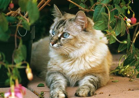 Mixed breeds, or simply domestic cats, are the most popular pets in the world. Mixed Breed Cat--mia Photograph by Larry Allan