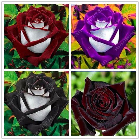 Visit To Buy 100 Pcsbag Black Rose Seeds Beautiful Flower Seeds