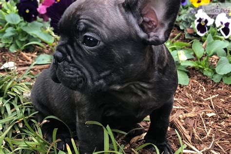 Lancaster puppies ® is a federally registered trademark owned by online advertising, llc. Porky : French Bulldog puppy for sale near Tyler / East TX ...